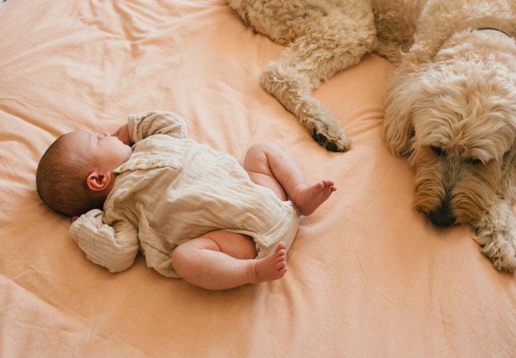 A newborn sleeps on a bad next to a fluffy dog , the dog is curled and peacefully looks at the baby